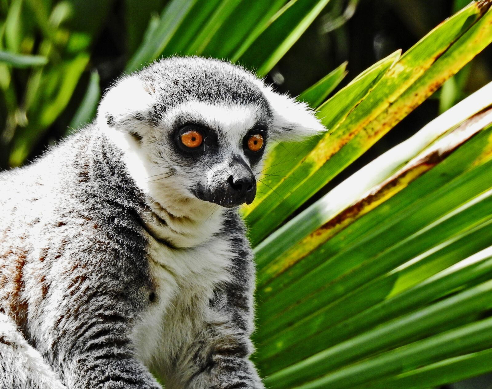 Nikon Coolpix P900 sample photo. Primate, lemur, monkey photography