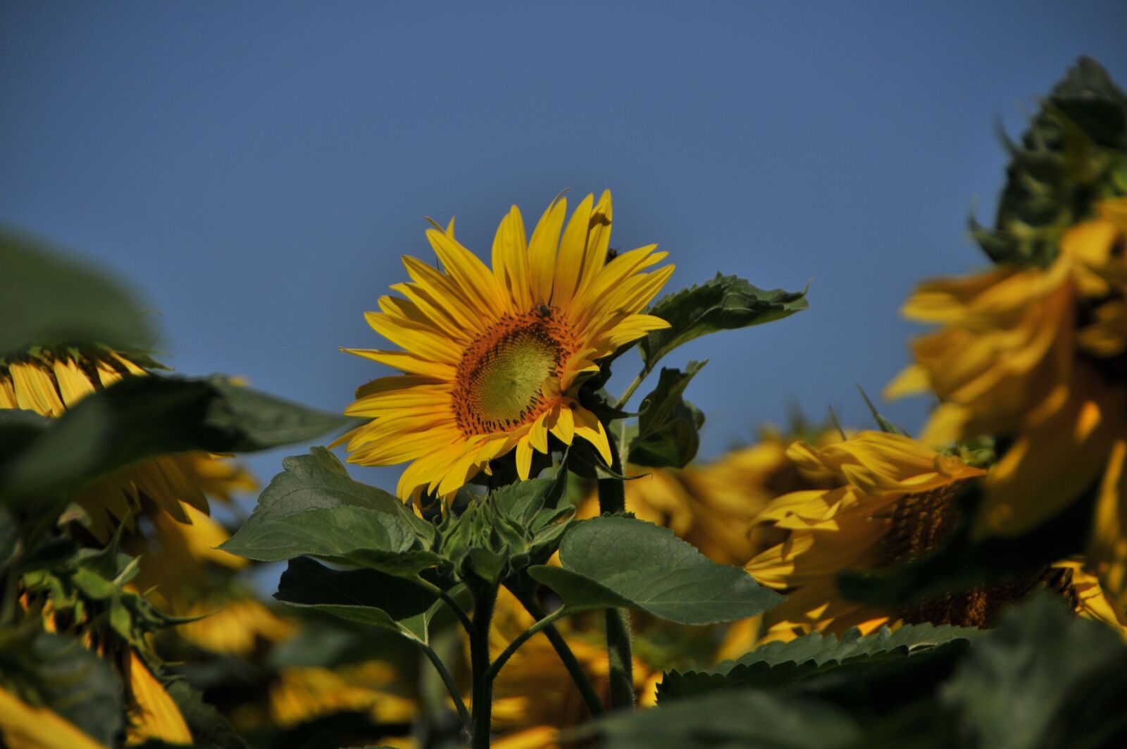 Nikon D300 sample photo. Plant, nature, flower photography