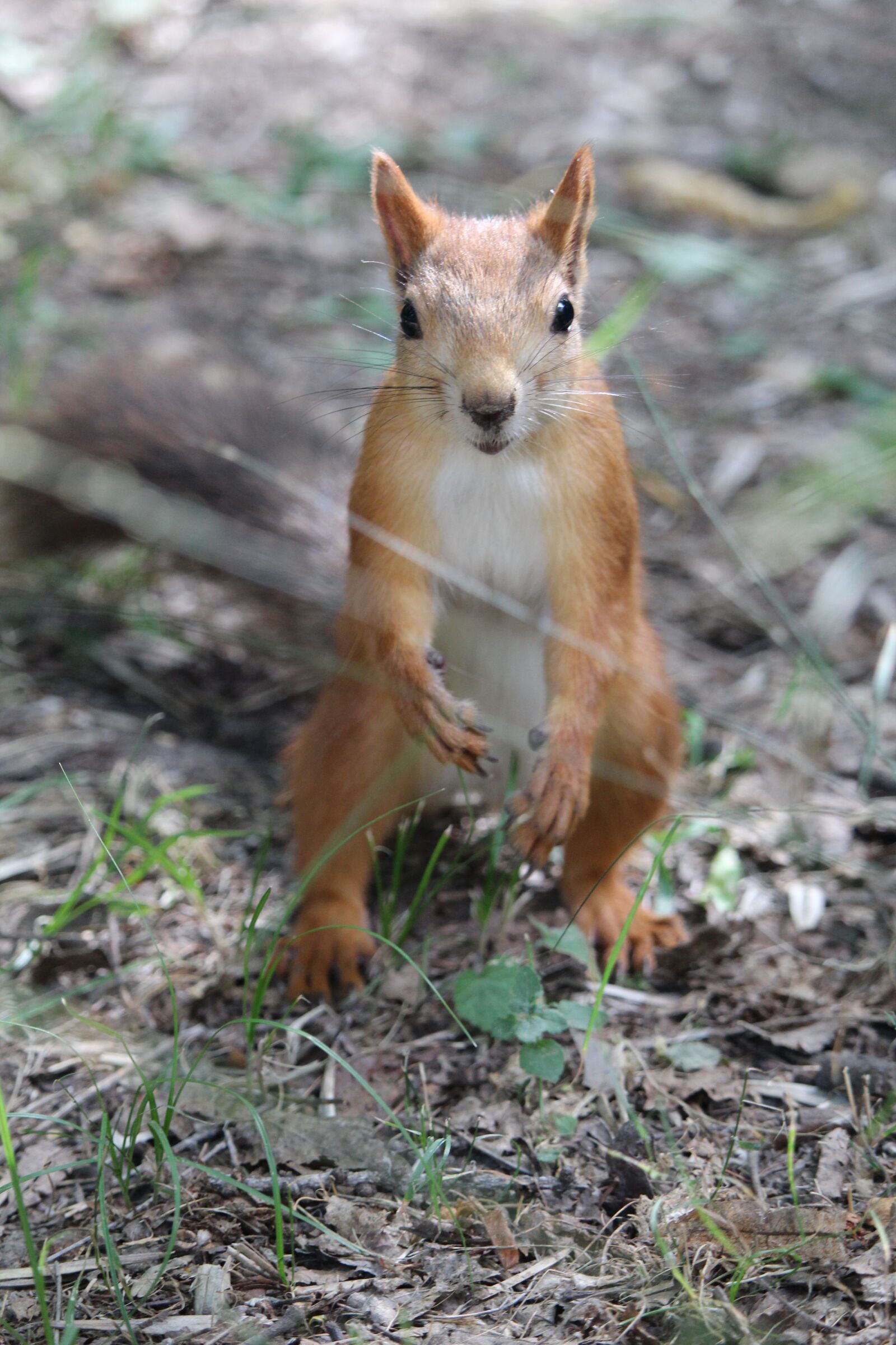 Canon EF-S 55-250mm F4-5.6 IS STM sample photo. Squirrel, redhead, park photography