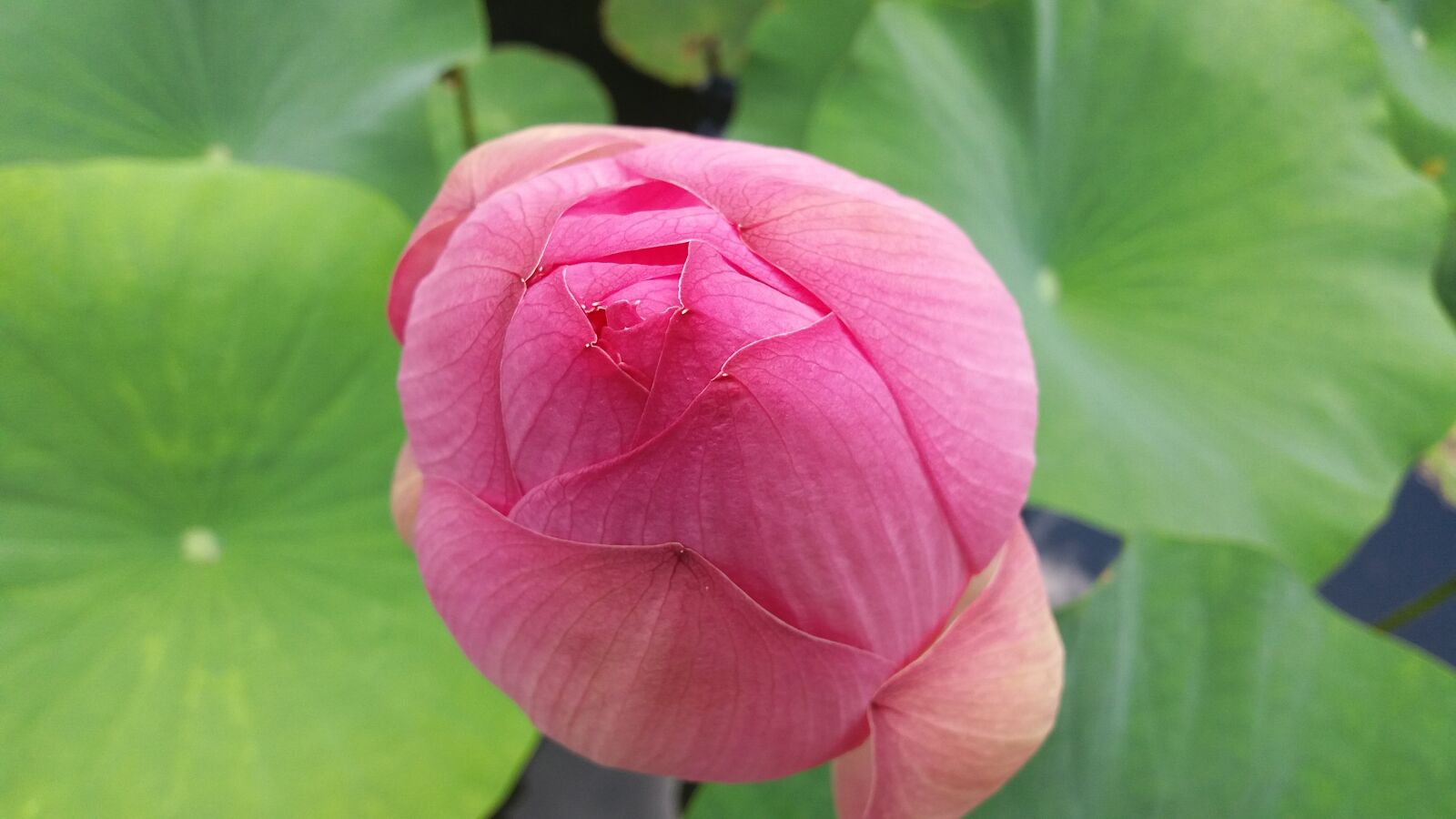 Samsung Galaxy J5 sample photo. Lily, water lily, plant photography