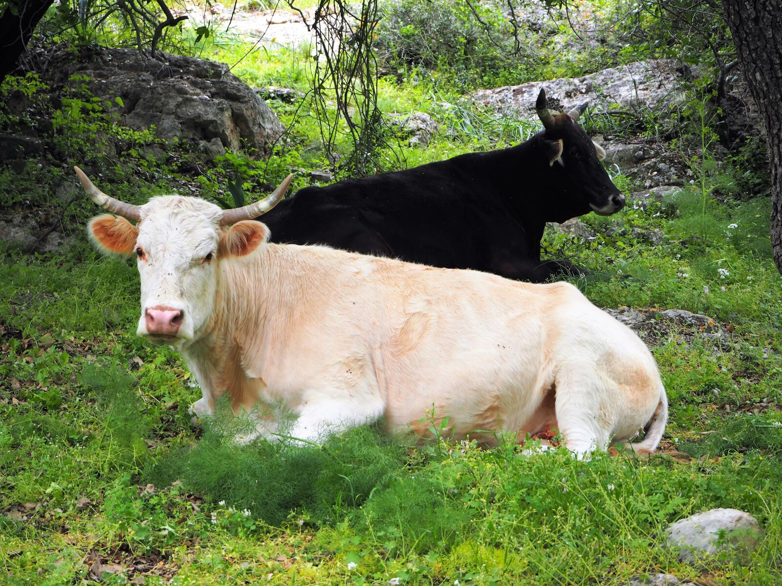 Olympus OM-D E-M10 sample photo. Cow, cows, black photography