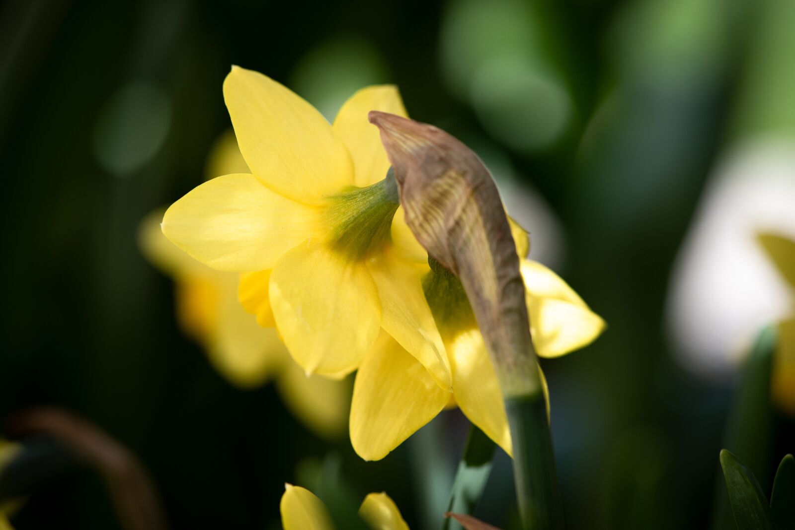 Nikon D750 sample photo. Narcissus, flower, blossom photography