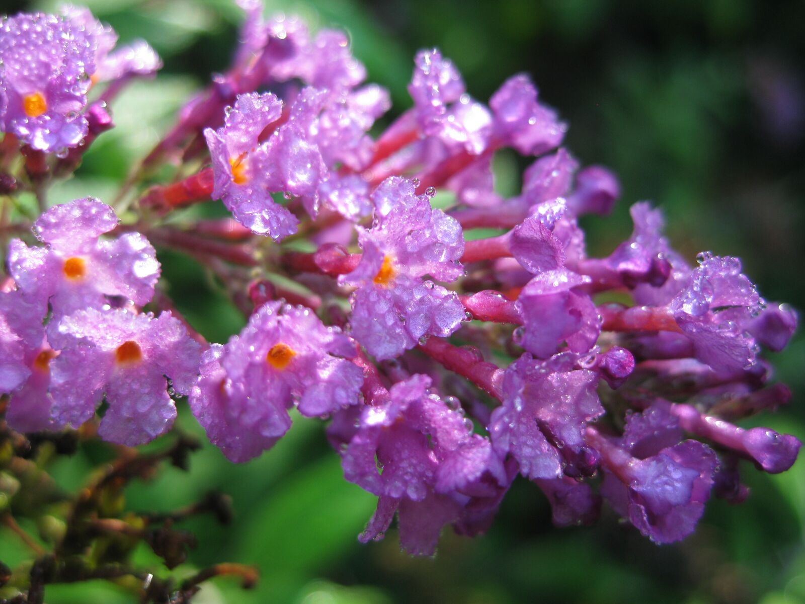 Canon PowerShot SD1100 IS (Digital IXUS 80 IS / IXY Digital 20 IS) sample photo. Flowers, dew, purple photography