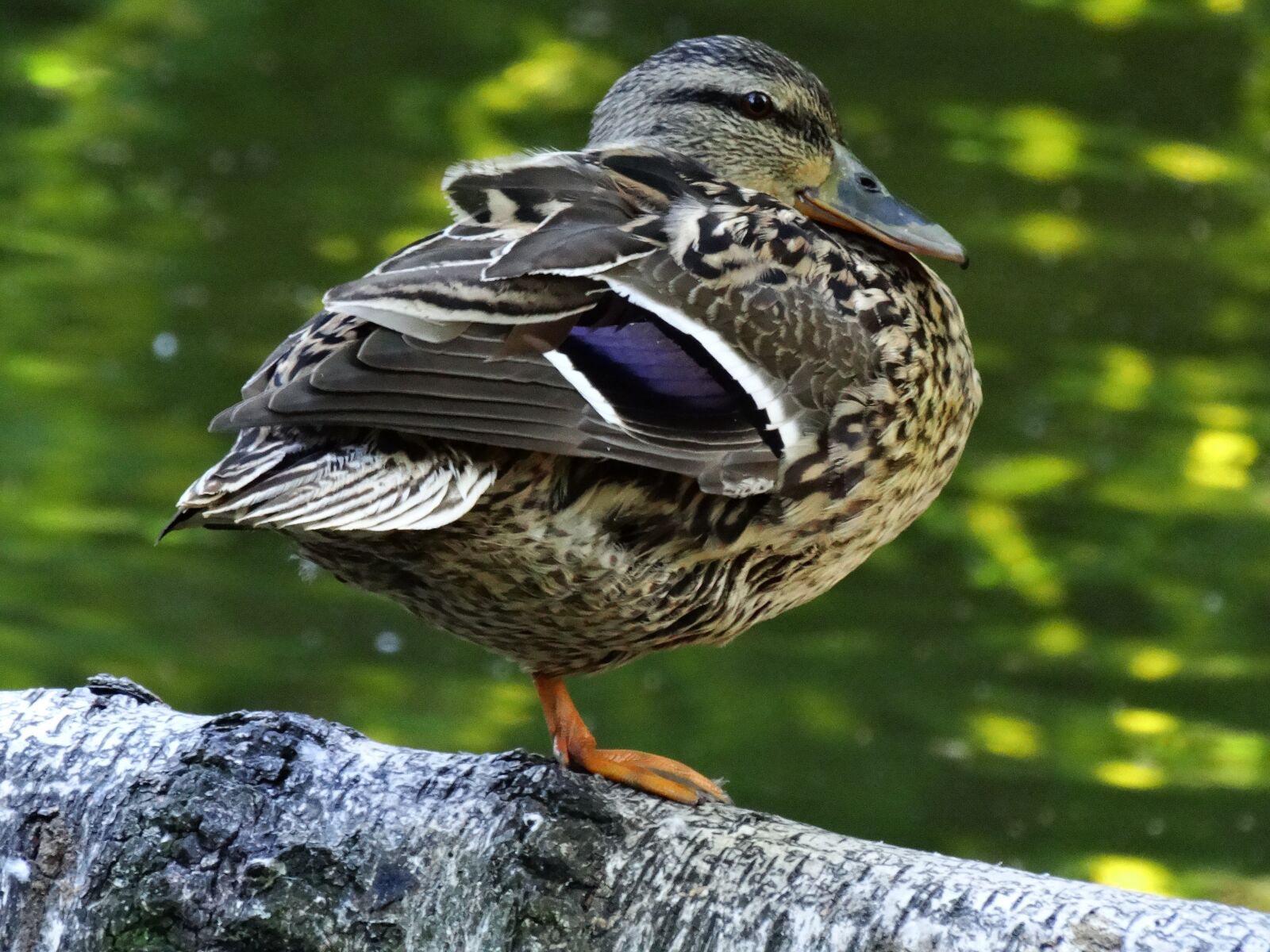 Sony Cyber-shot DSC-HX300 sample photo. Kaczor, wild ducks, water photography