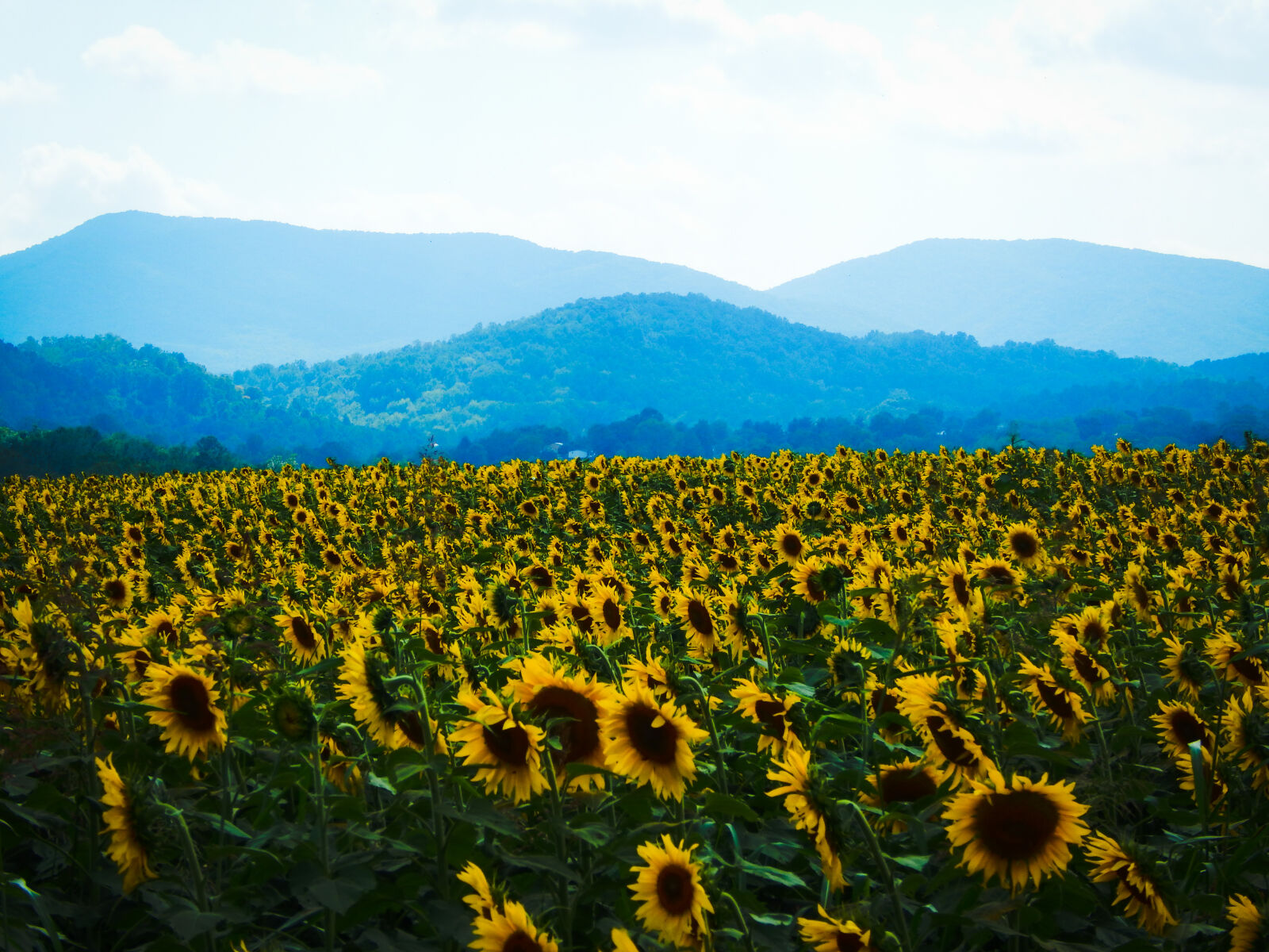 Nikon Coolpix L830 sample photo. Mountian, sunflower, field photography