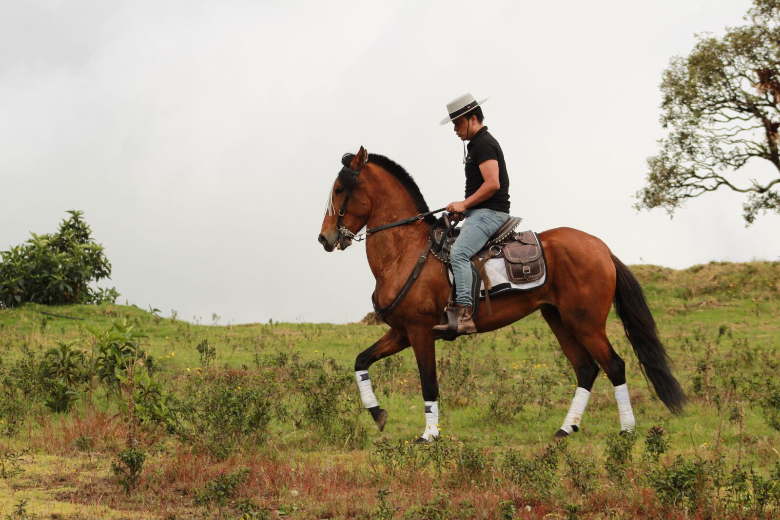 Canon EOS 1300D (EOS Rebel T6 / EOS Kiss X80) sample photo. Horse, field, equine photography