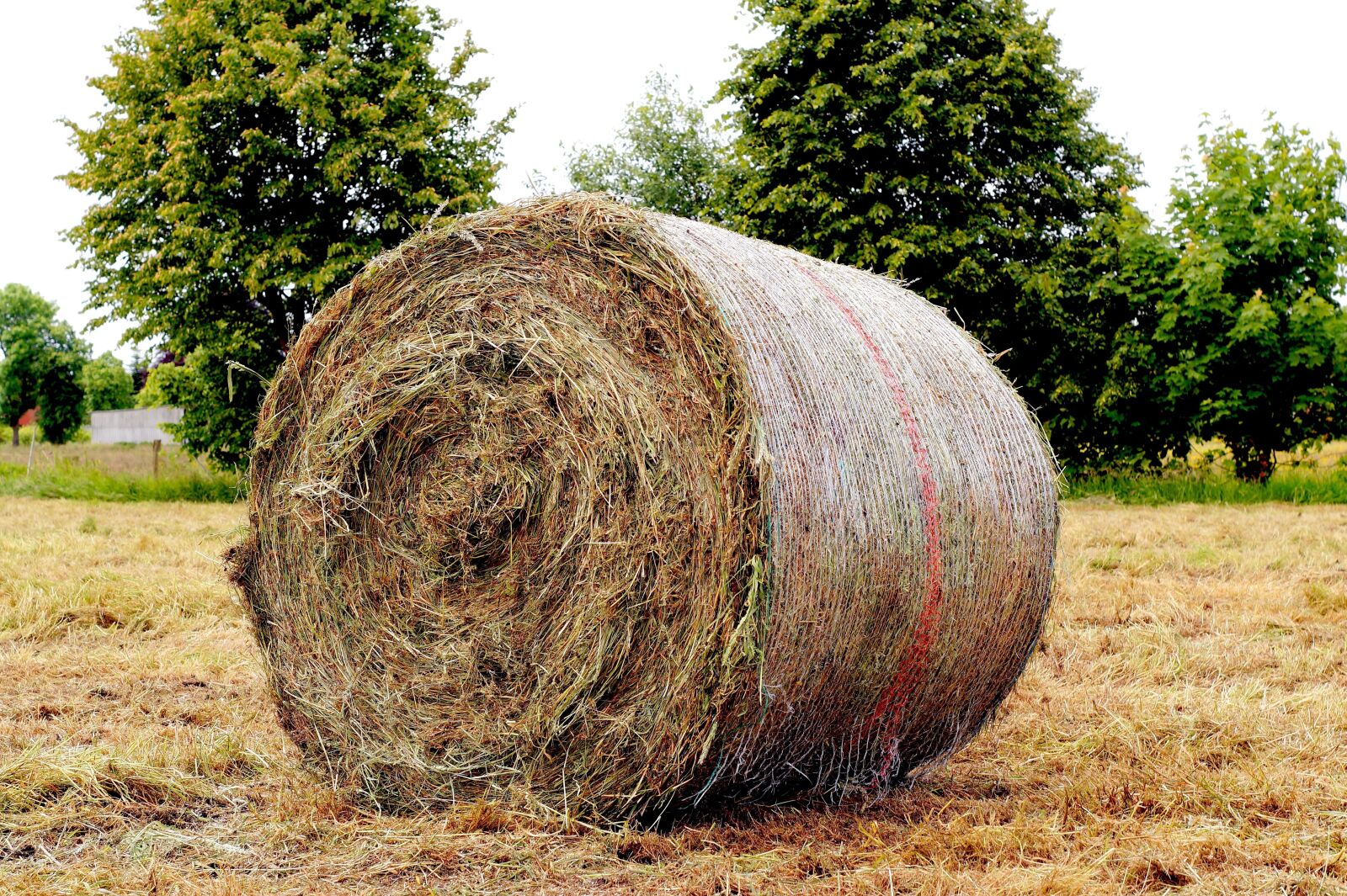 Sony SLT-A58 + Minolta AF 50mm F1.7 sample photo. Hay, meadow, round bales photography