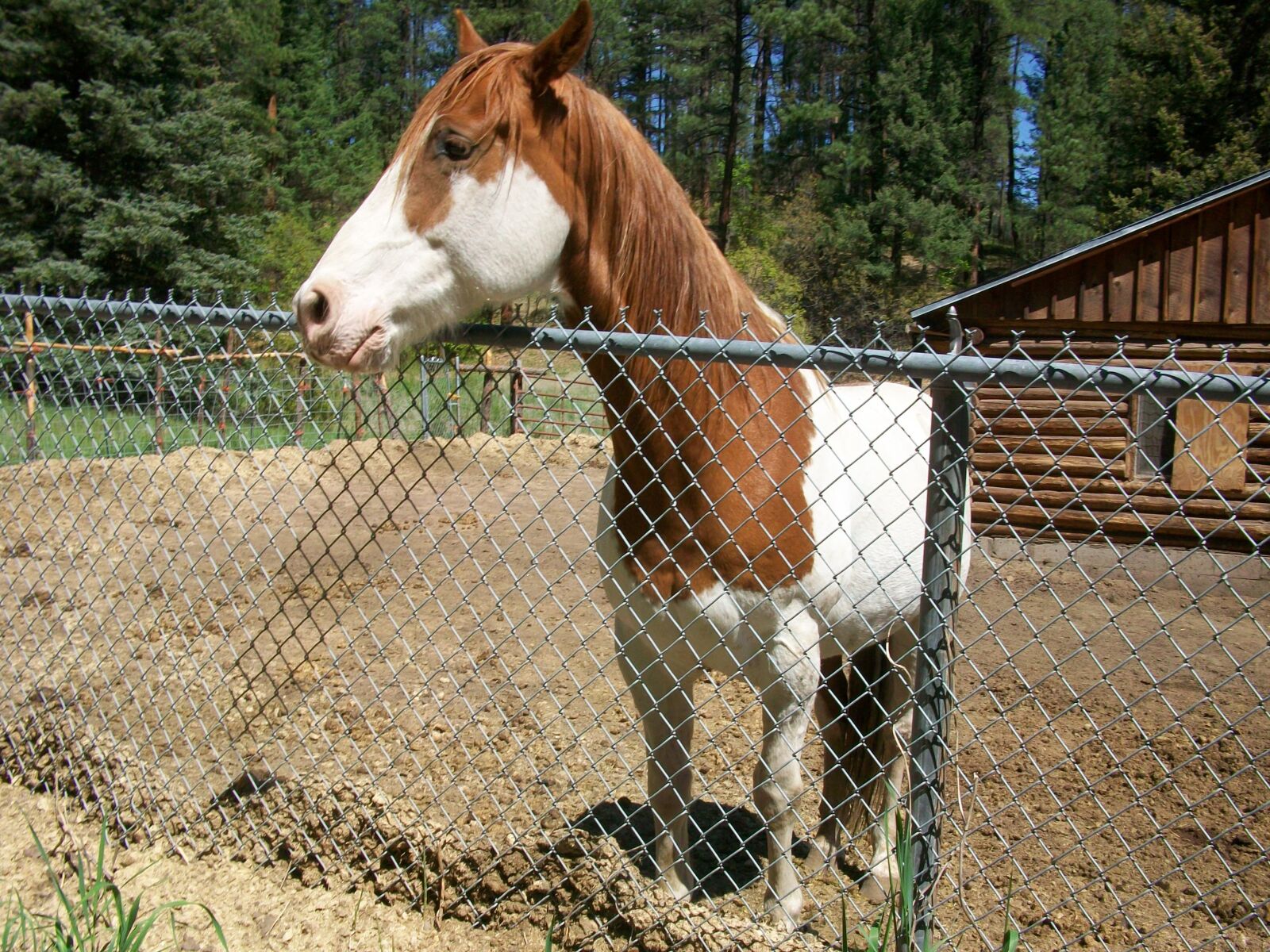 Kodak EASYSHARE M1063 DIGITAL CAMERA sample photo. Friendly, horse, ranch photography