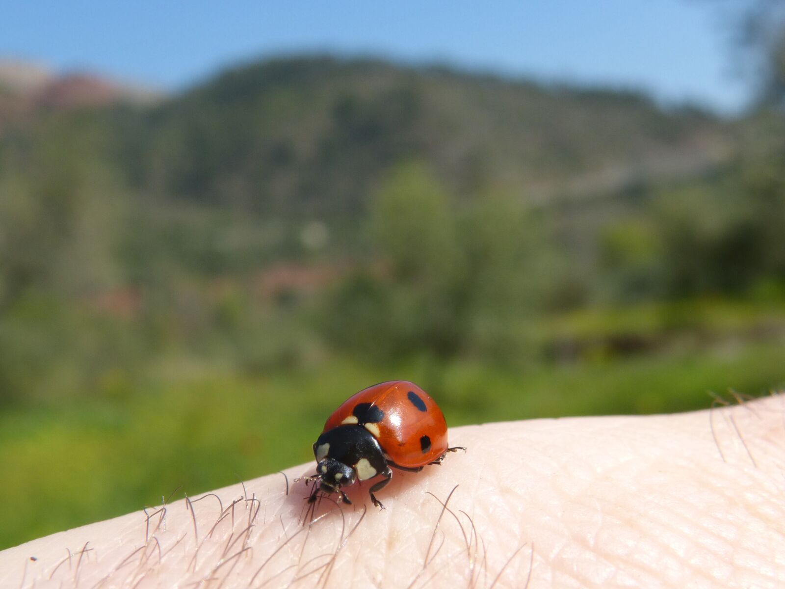 Panasonic DMC-FZ62 sample photo. Ladybug, marieta, insect photography