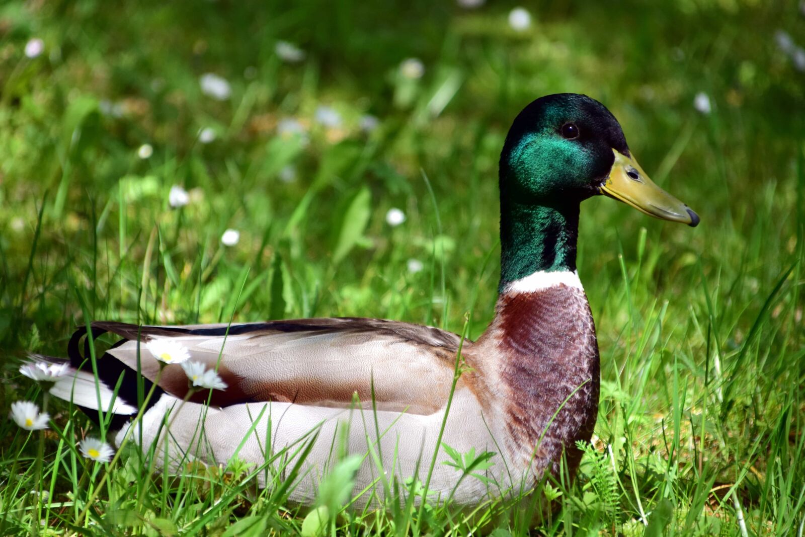 Nikon D3300 sample photo. Nature, wildlife, grass, bird photography