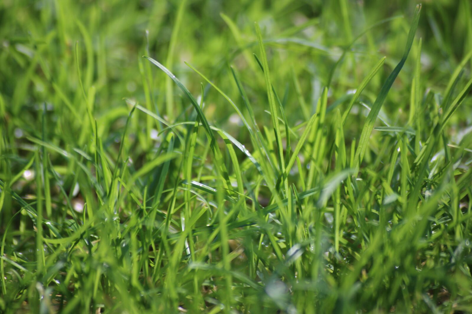 Canon EOS 650D (EOS Rebel T4i / EOS Kiss X6i) sample photo. Grass, green, rush photography