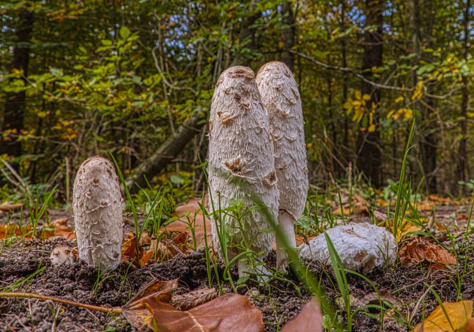 Nikon D7100 sample photo. Sponge, blækhat, autumn photography
