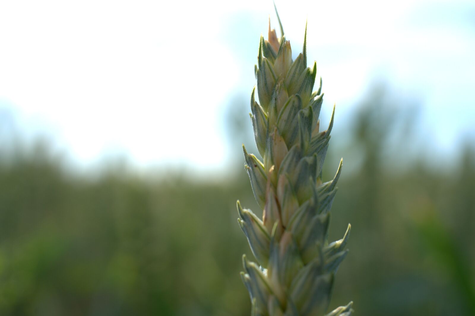 Sony a7 II + Sony FE 50mm F2.8 Macro sample photo. Grain, cereals, wheat photography