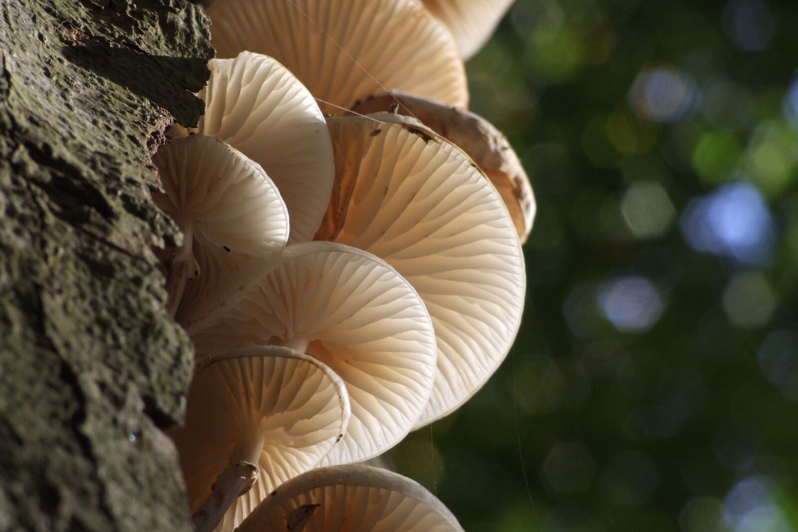 Fujifilm FinePix S9600 sample photo. Mushroom, tree, agaric photography