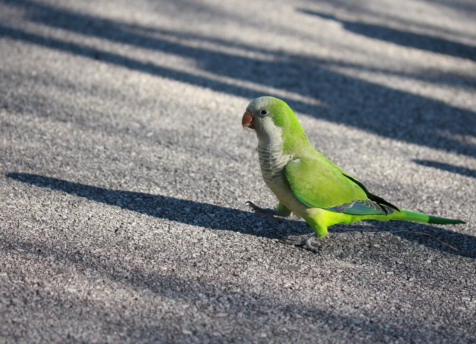 Canon EF-S 60mm F2.8 Macro USM sample photo. Parrot, green, birds photography