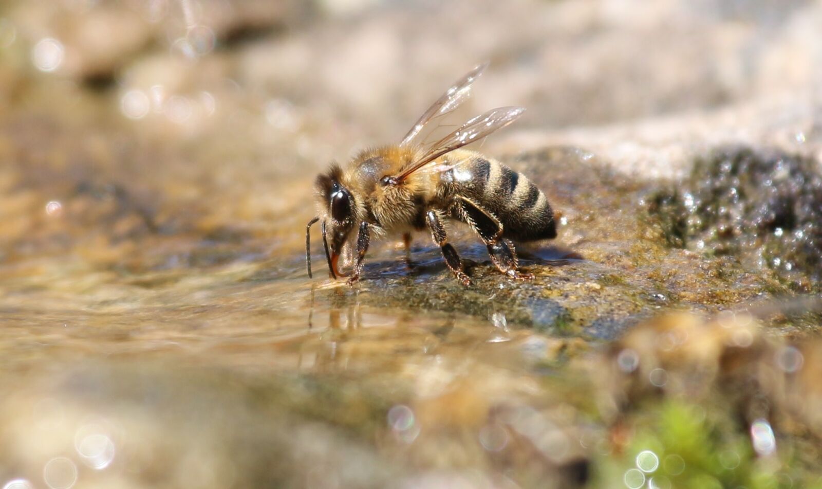 Canon EOS 650D (EOS Rebel T4i / EOS Kiss X6i) + Canon EF 70-200mm F4L IS USM sample photo. Bee, drink, water photography