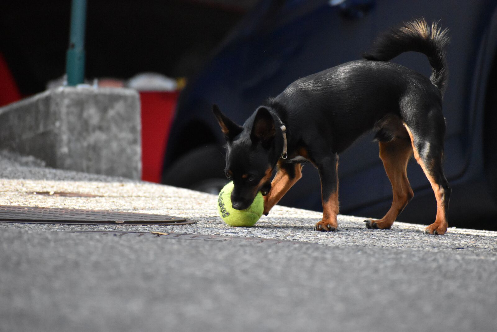 Nikon D5600 sample photo. Dog, playing, play photography
