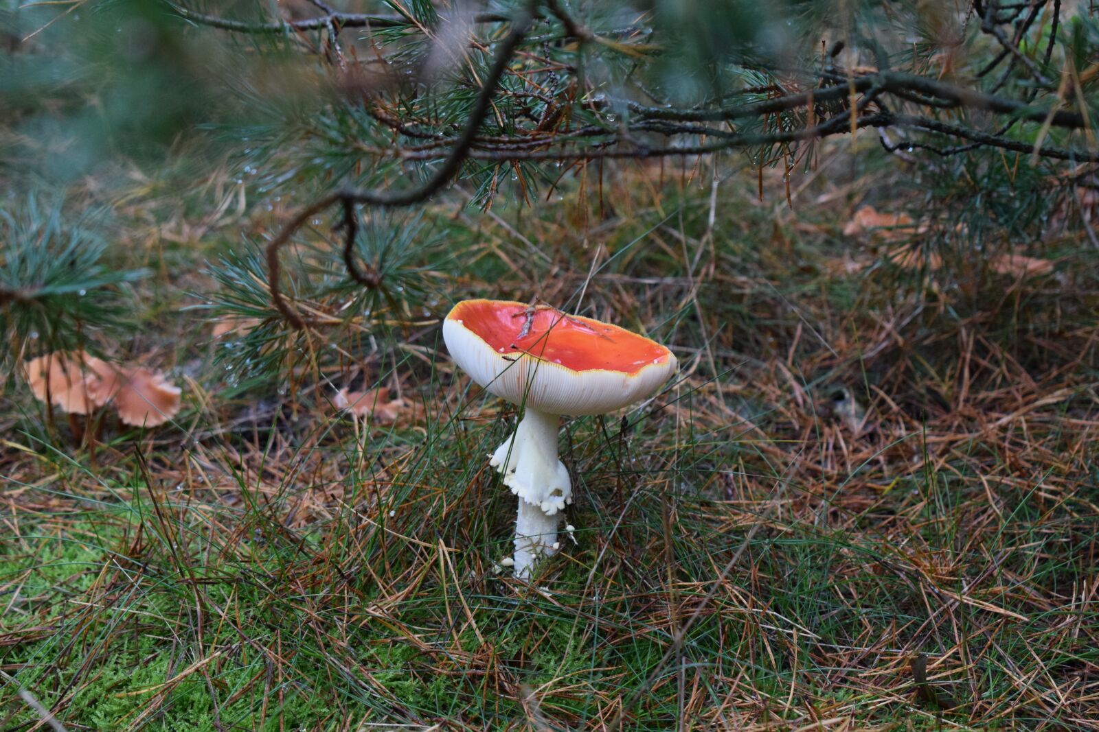 Nikon D3300 sample photo. Mushroom, nature, forest photography
