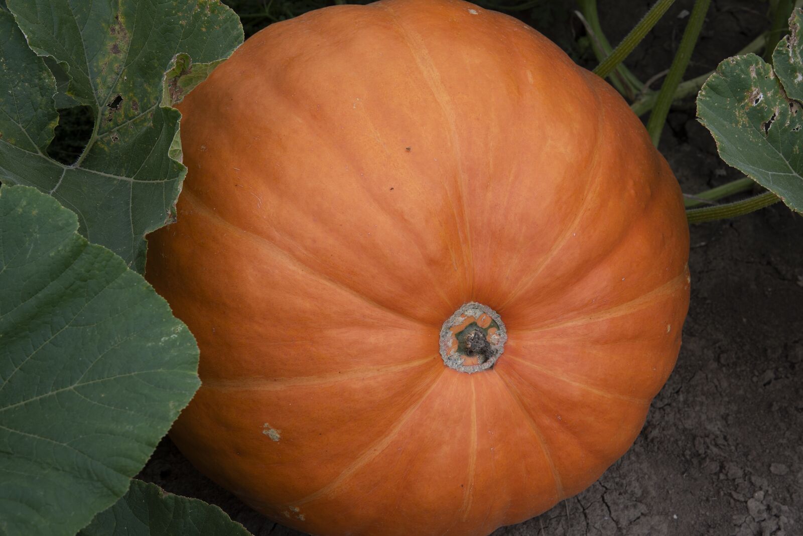 Nikon D810 sample photo. Pumpkin, fall, pumpkin patch photography