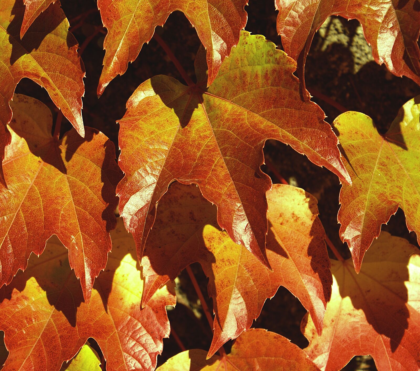 Sony Alpha DSLR-A100 sample photo. Autumn, leaf, plant photography