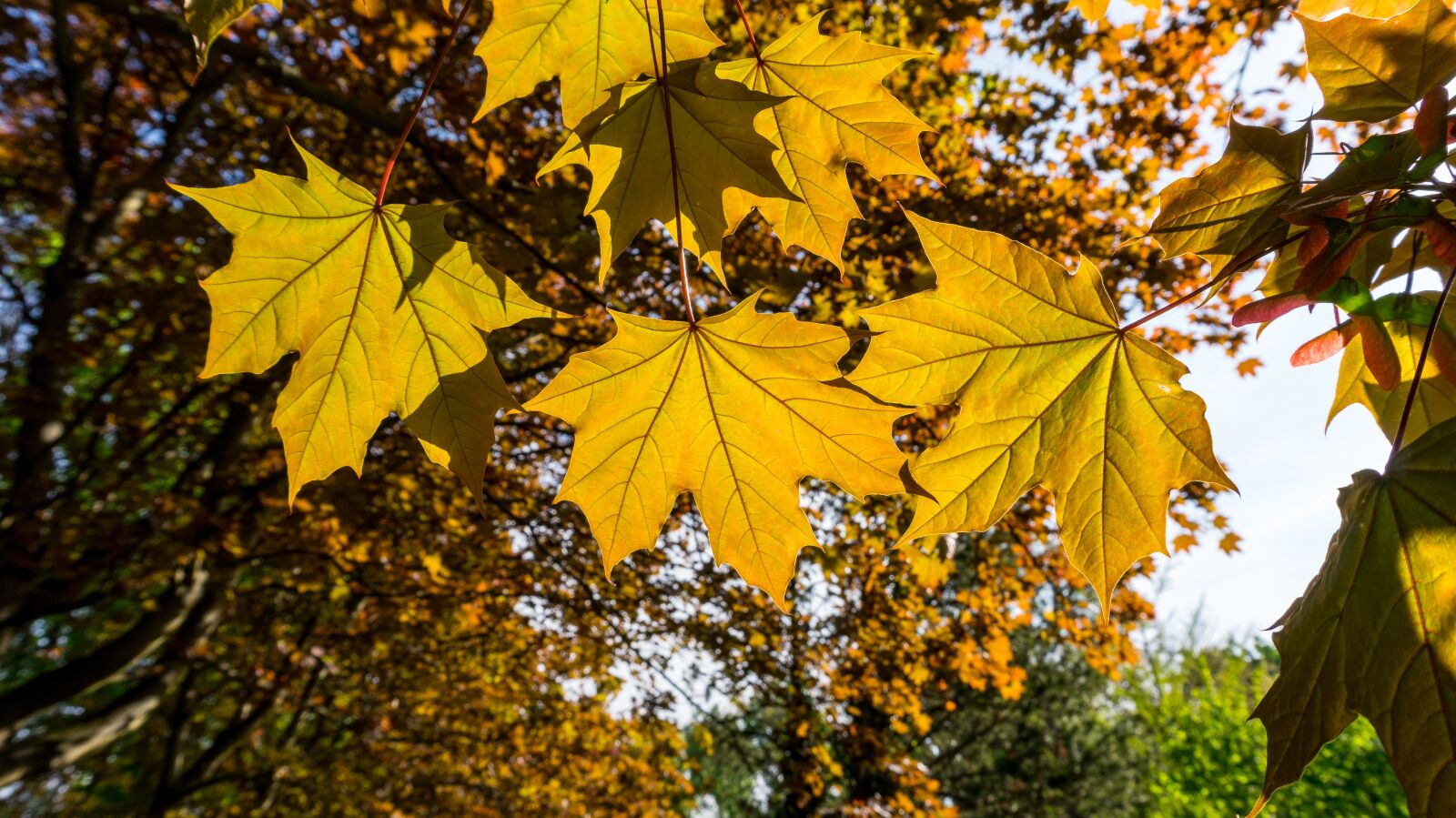 Sony Alpha a5000 (ILCE 5000) sample photo. Leaf, autumn, maple photography
