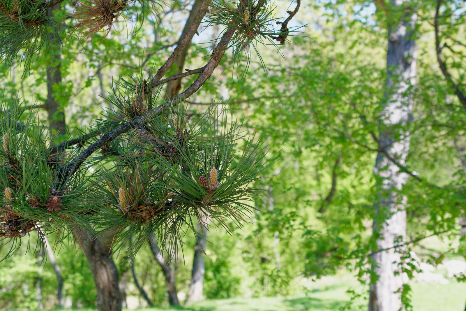 Nikon D5500 sample photo. Forest, nature, lying photography