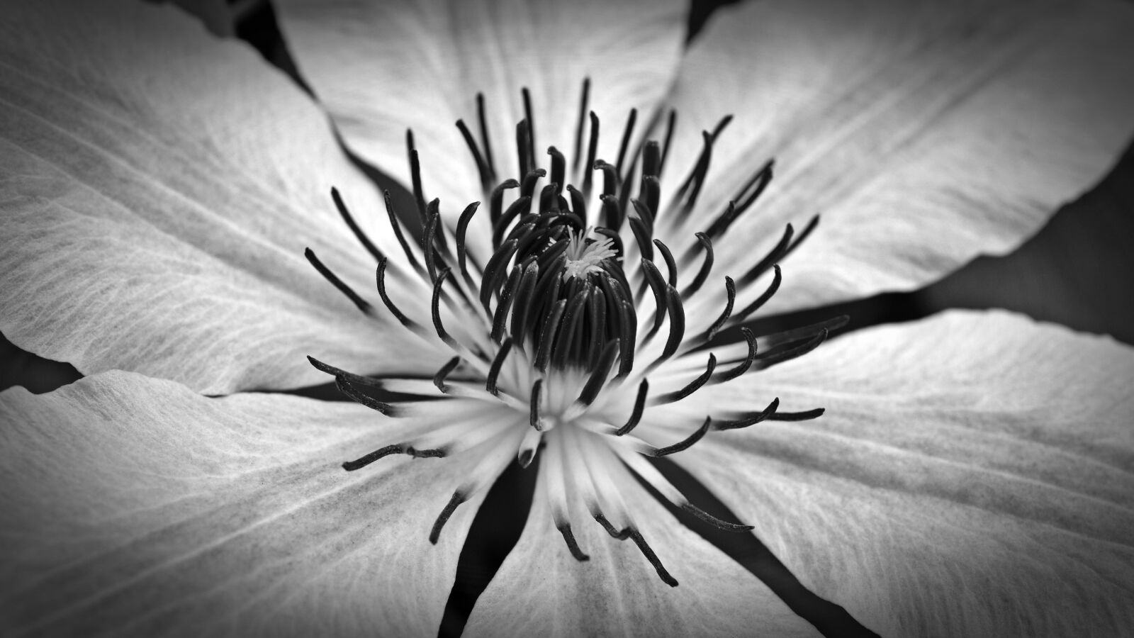 Nikon D5200 sample photo. Flower, blossom, bloom photography