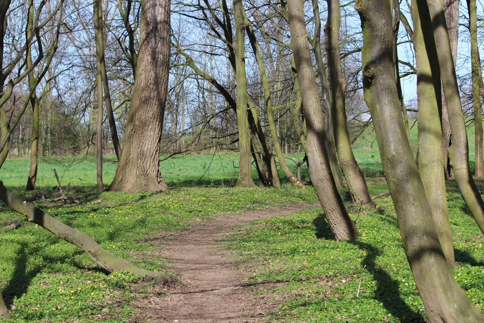 Canon EOS 600D (Rebel EOS T3i / EOS Kiss X5) sample photo. Tree, wood, nature photography