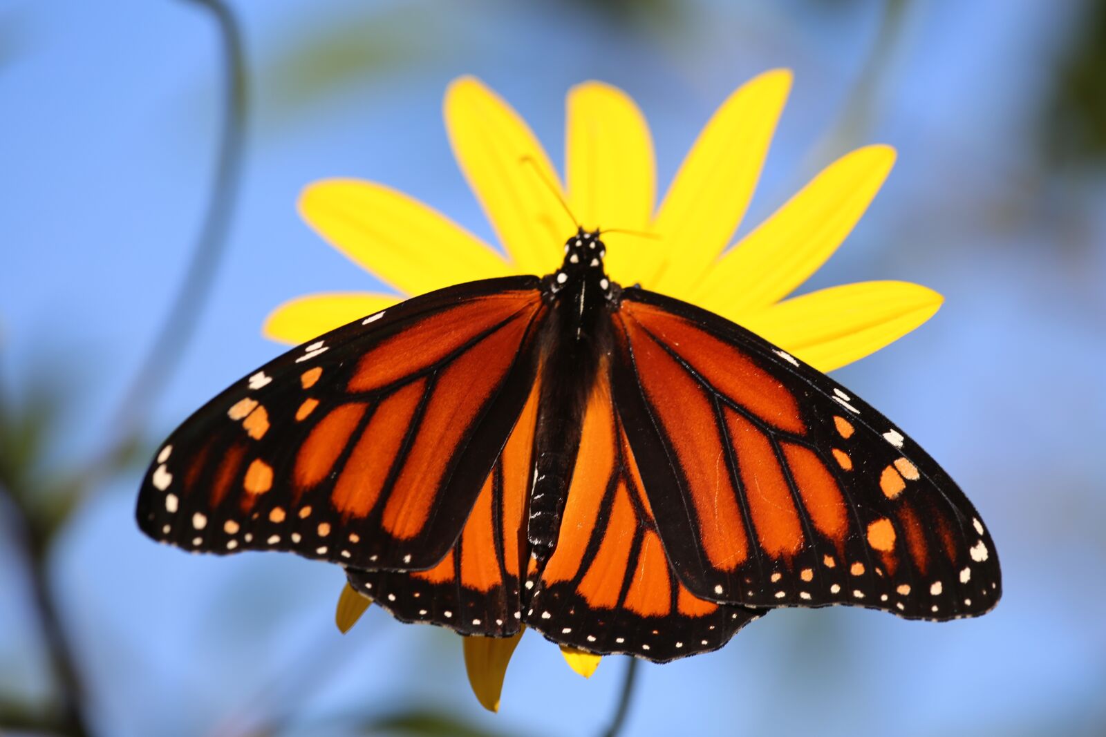 Canon EOS 5D Mark III sample photo. Monarch, butterfly, orange photography