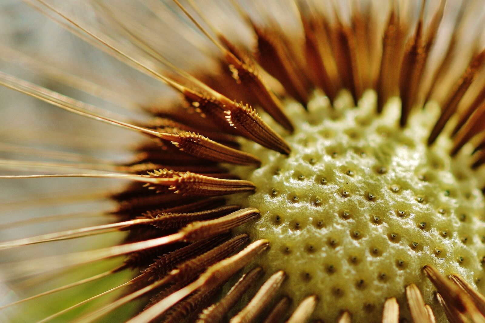 Nikon D3200 sample photo. Dandelion, plant, nature photography