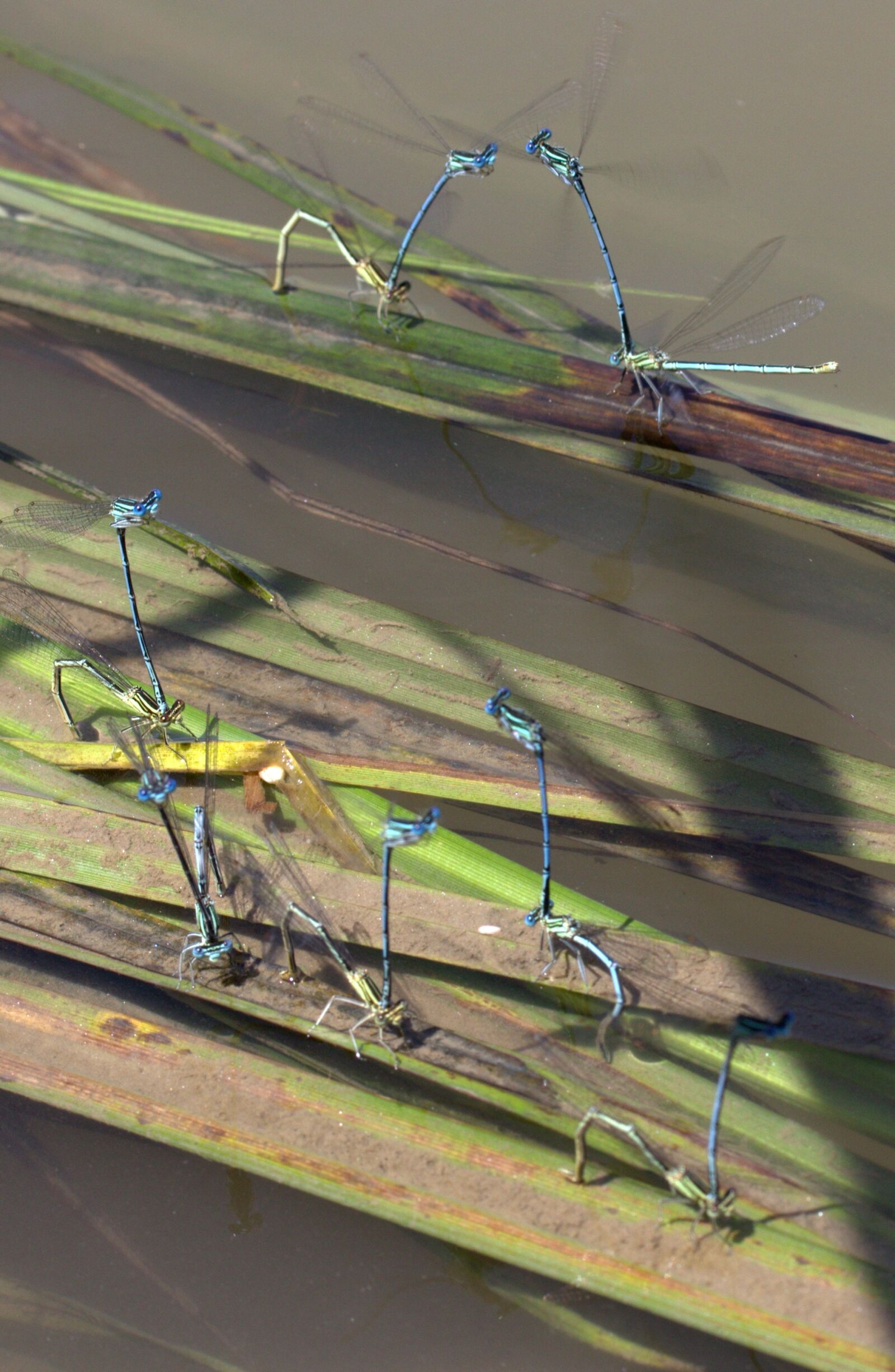 Canon EF-S 60mm F2.8 Macro USM sample photo. Dragonflies, mating, water photography