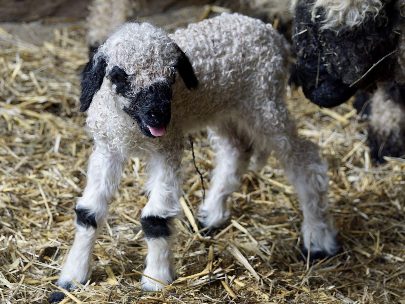 Sony DT 55-300mm F4.5-5.6 SAM sample photo. Black nosed sheep, sheep photography