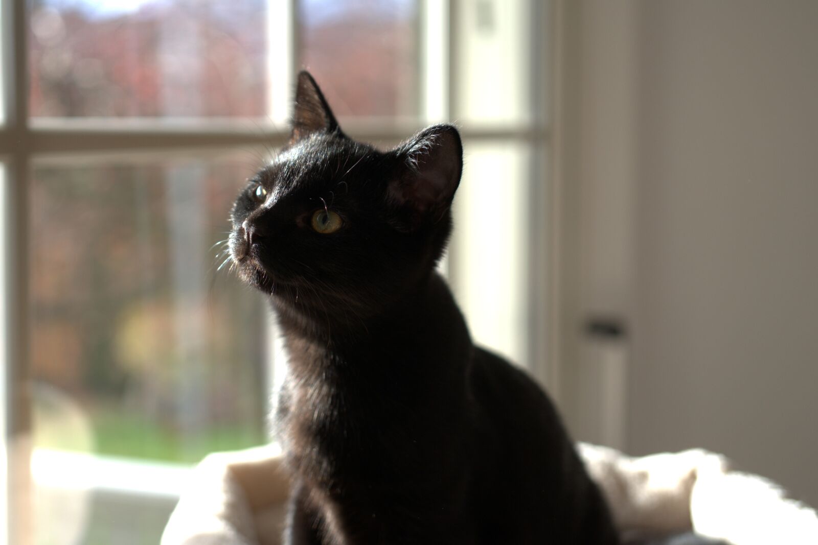 Sony a7 II sample photo. Cat, black, portrait photography