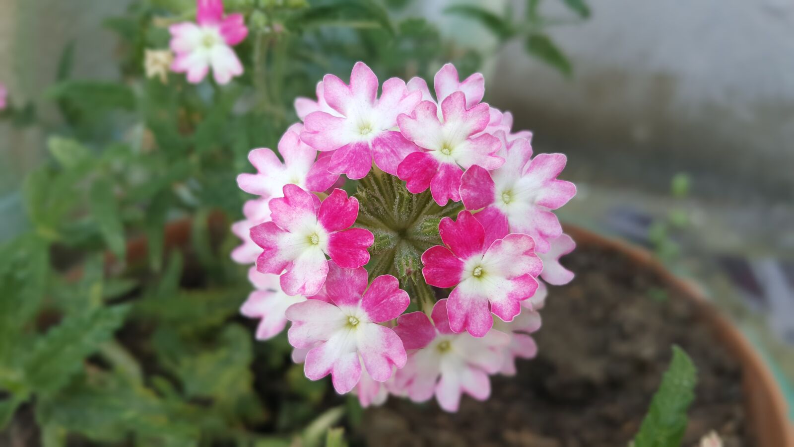 Samsung Galaxy Note5 sample photo. Lantana, flower, garden photography