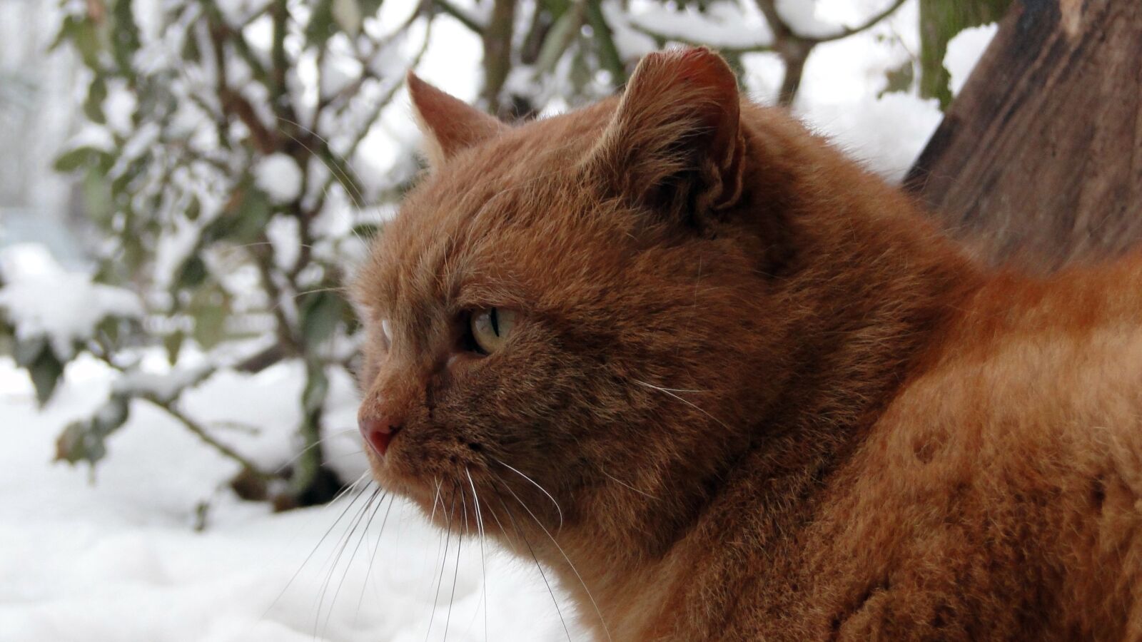 Sony Cyber-shot DSC-HX1 sample photo. Red cat, animal, cat's photography