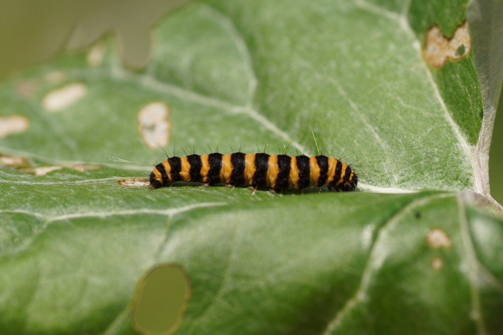 Sony SLT-A65 (SLT-A65V) sample photo. Caterpillar, butterfly, insect photography