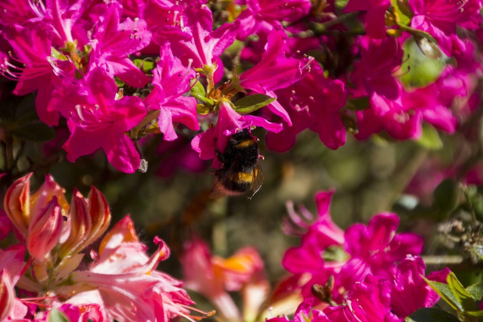 Canon EOS 60D sample photo. Animal, hummel, blossom photography