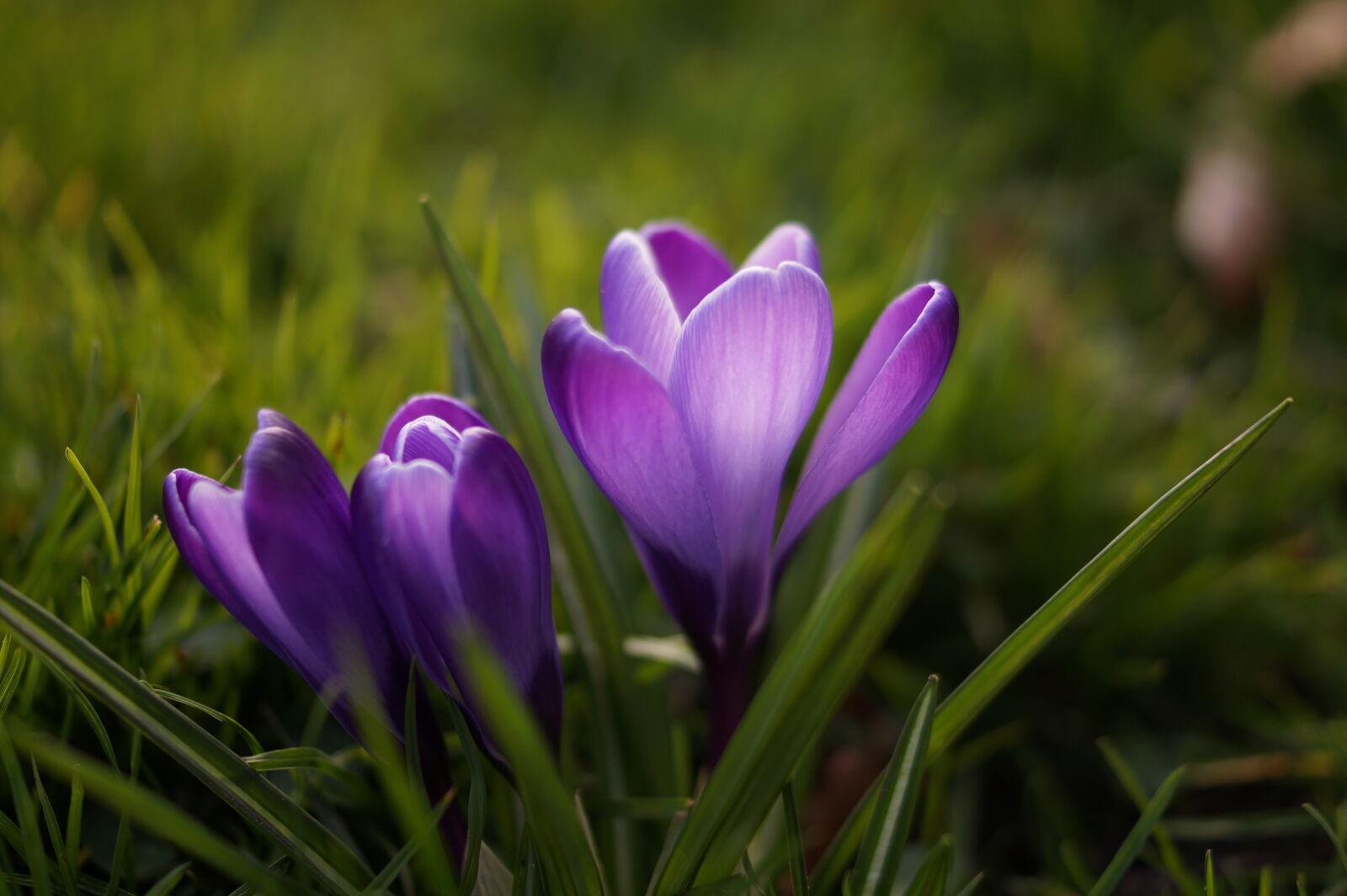 Sony DT 35mm F1.8 SAM sample photo. Purple, spring, flower, lilac photography