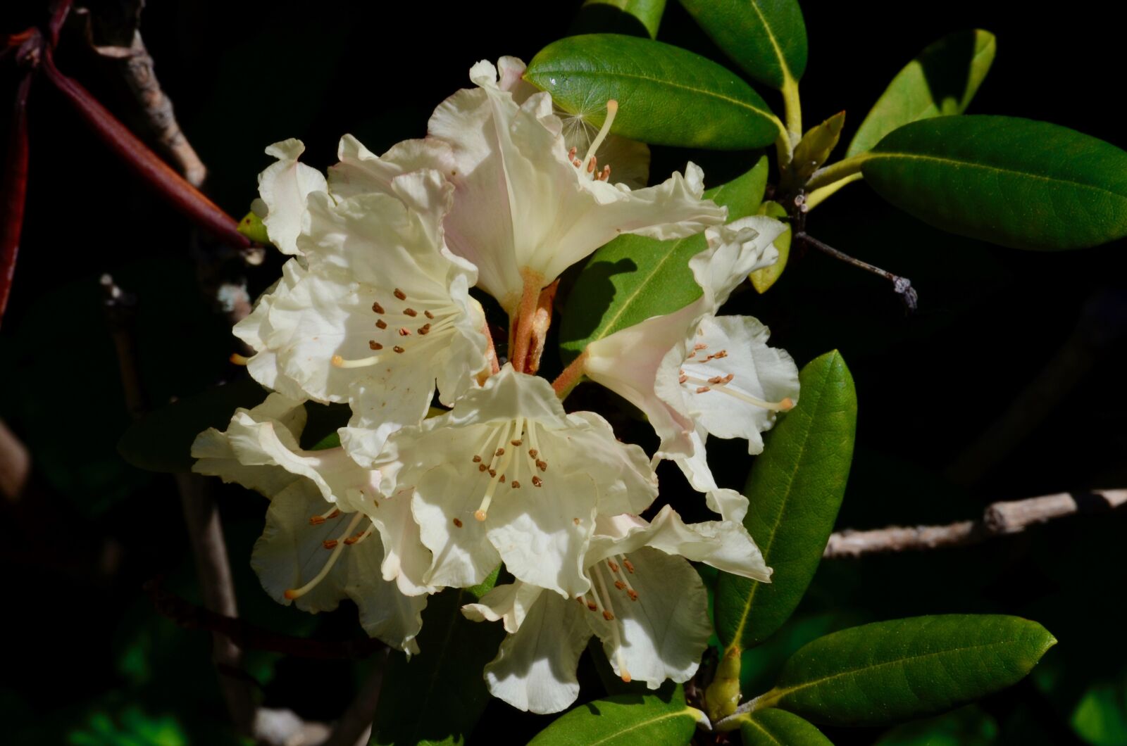 Nikon D5100 sample photo. Rhododendron, blossom, bloom photography