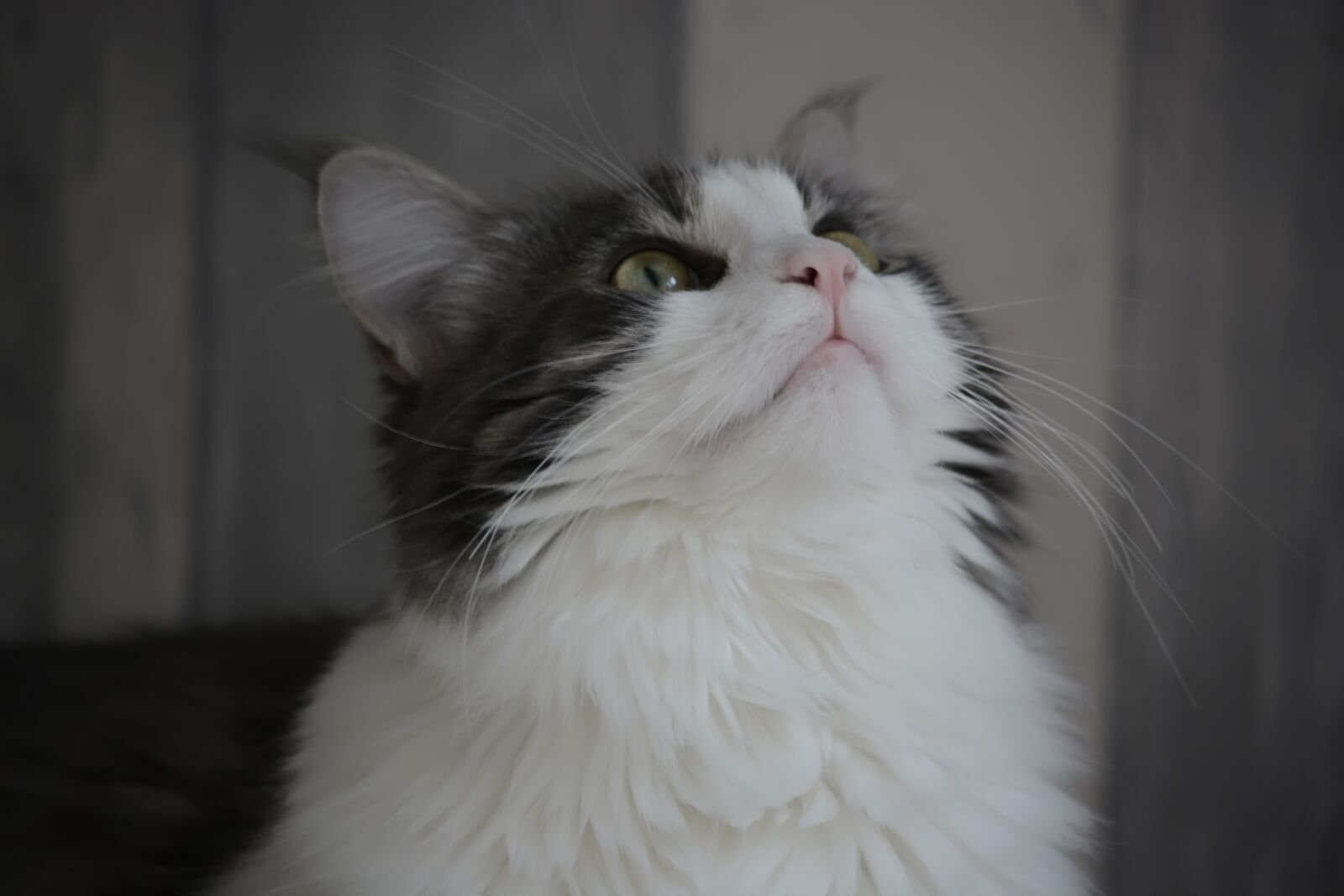 Nikon D5200 sample photo. Anneli, maine coon, cat photography