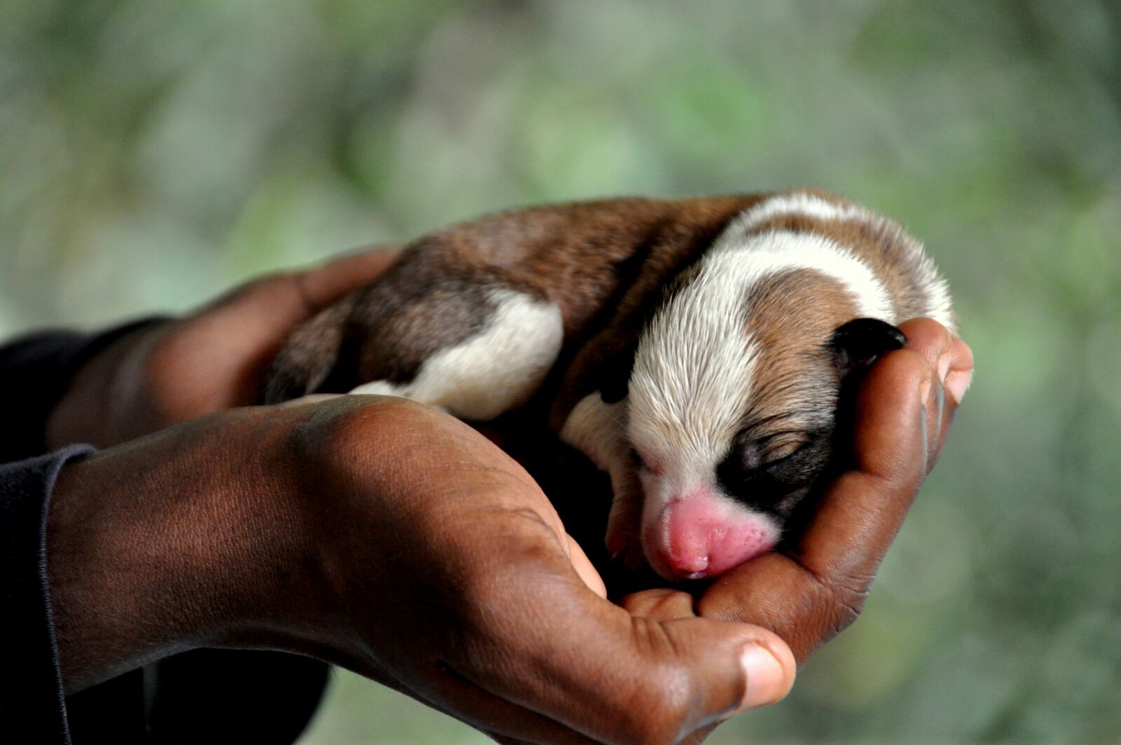 Nikon D5000 sample photo. Mammal, wildlife, animal photography
