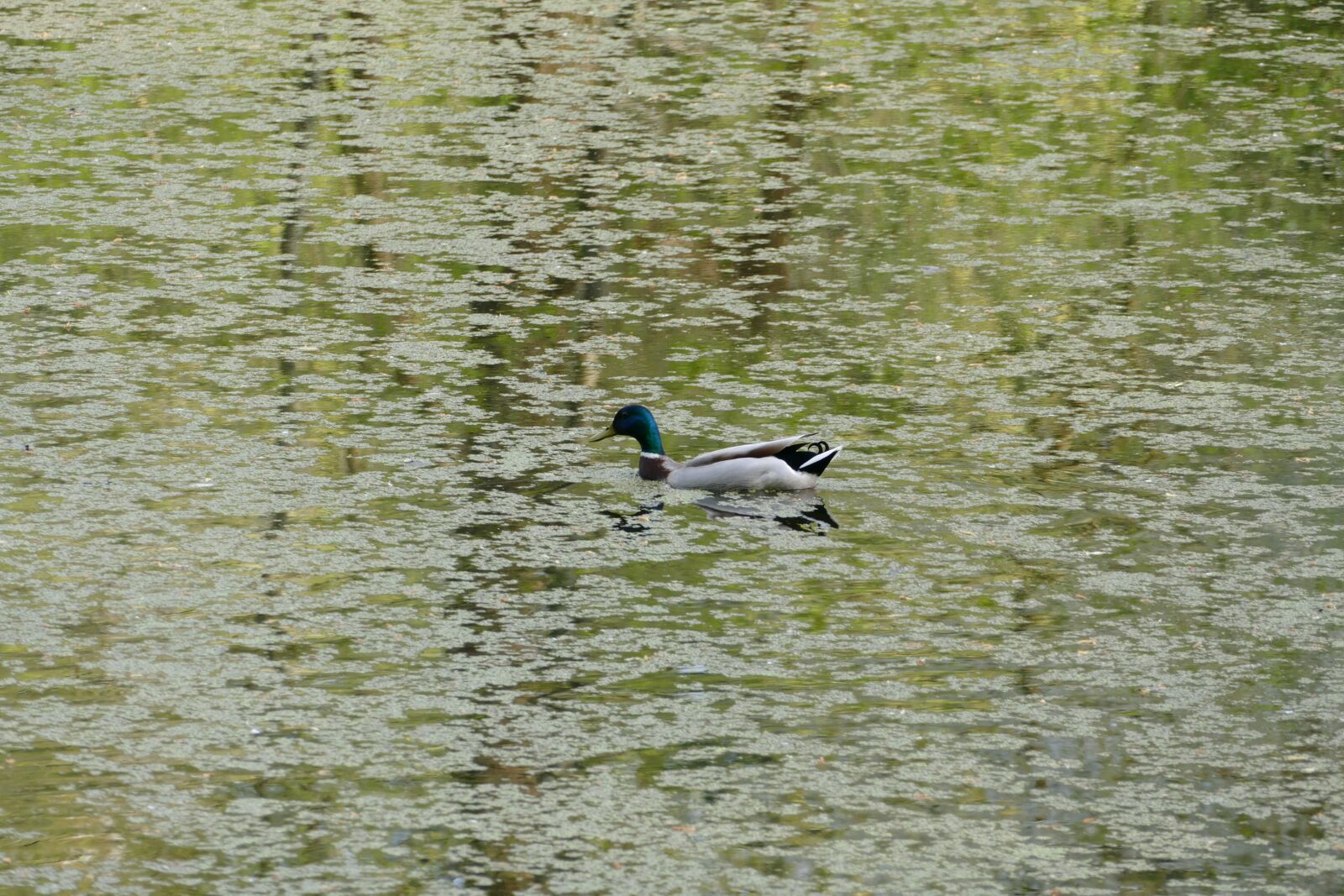 Panasonic Lumix DMC-FZ1000 sample photo. Duck, animal, nature photography
