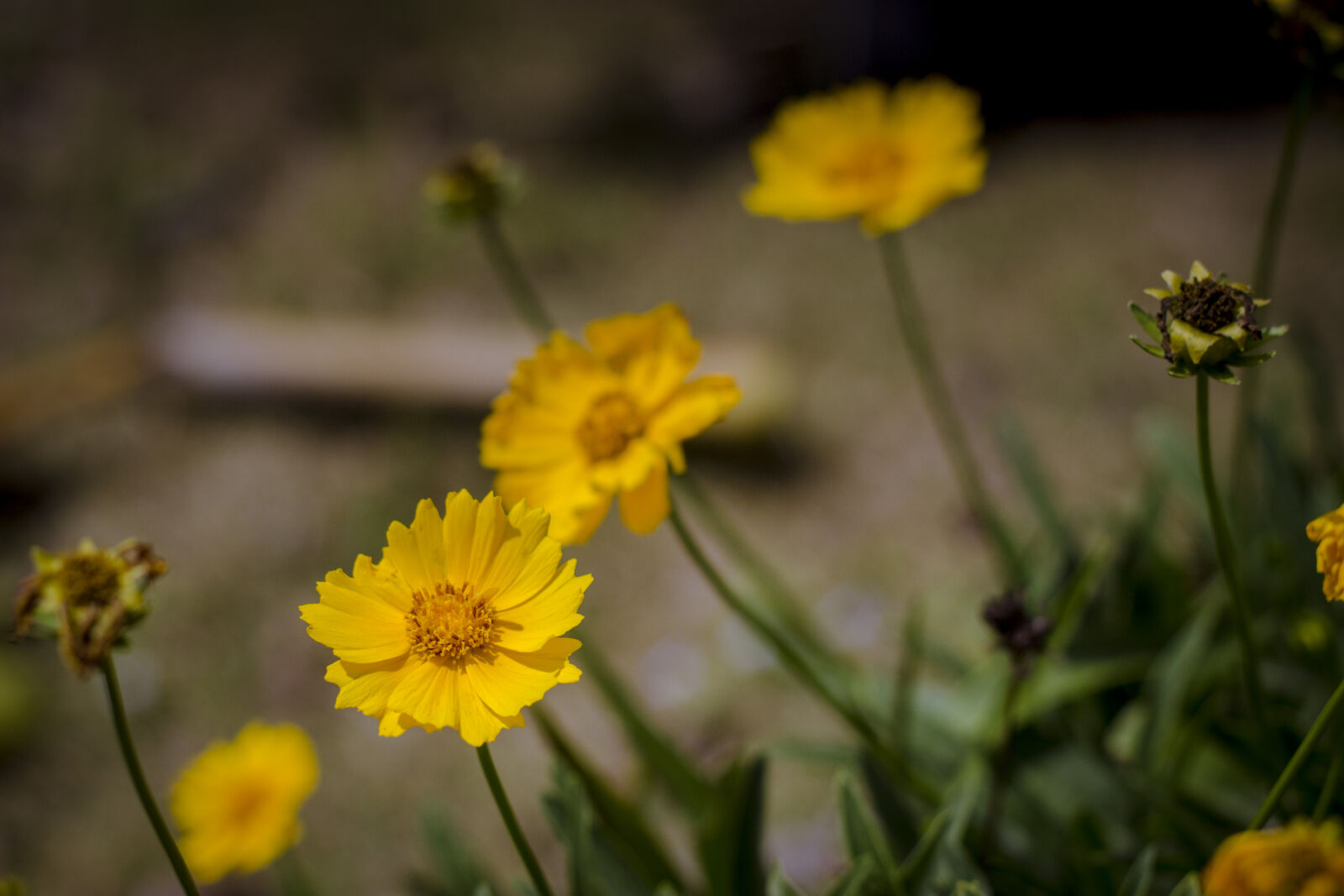 Canon EF 50mm F1.8 II sample photo. Flower, green, nature, nature photography
