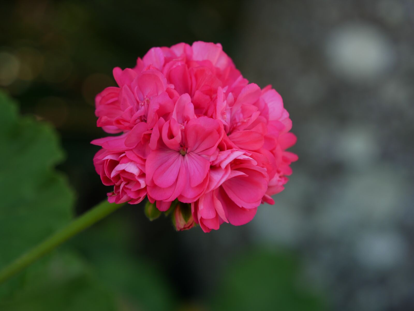 Panasonic Lumix DMC-G85 (Lumix DMC-G80) sample photo. Pink, flowers, garden photography