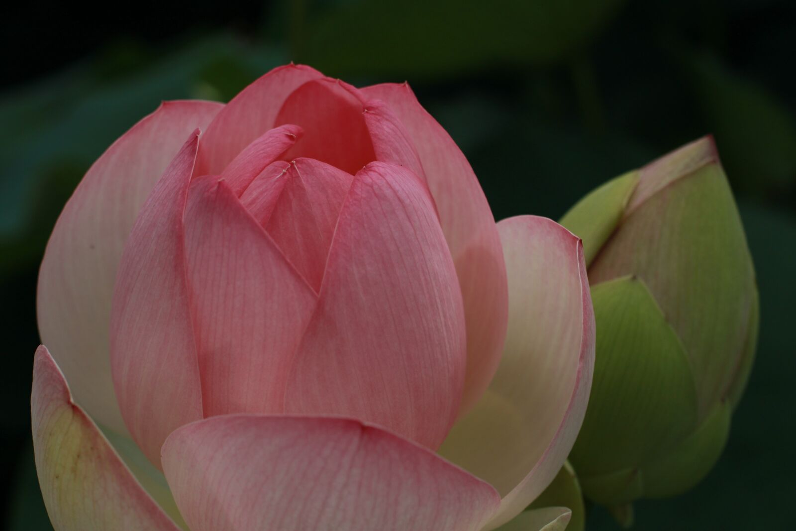 Canon EOS 500D (EOS Rebel T1i / EOS Kiss X3) sample photo. Kite, lotus, water lilies photography