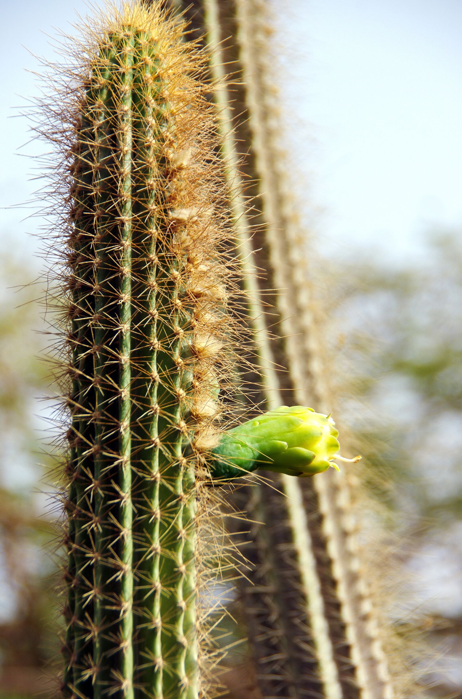 Pentax K-5 sample photo. Cactus, flower, flower bud photography
