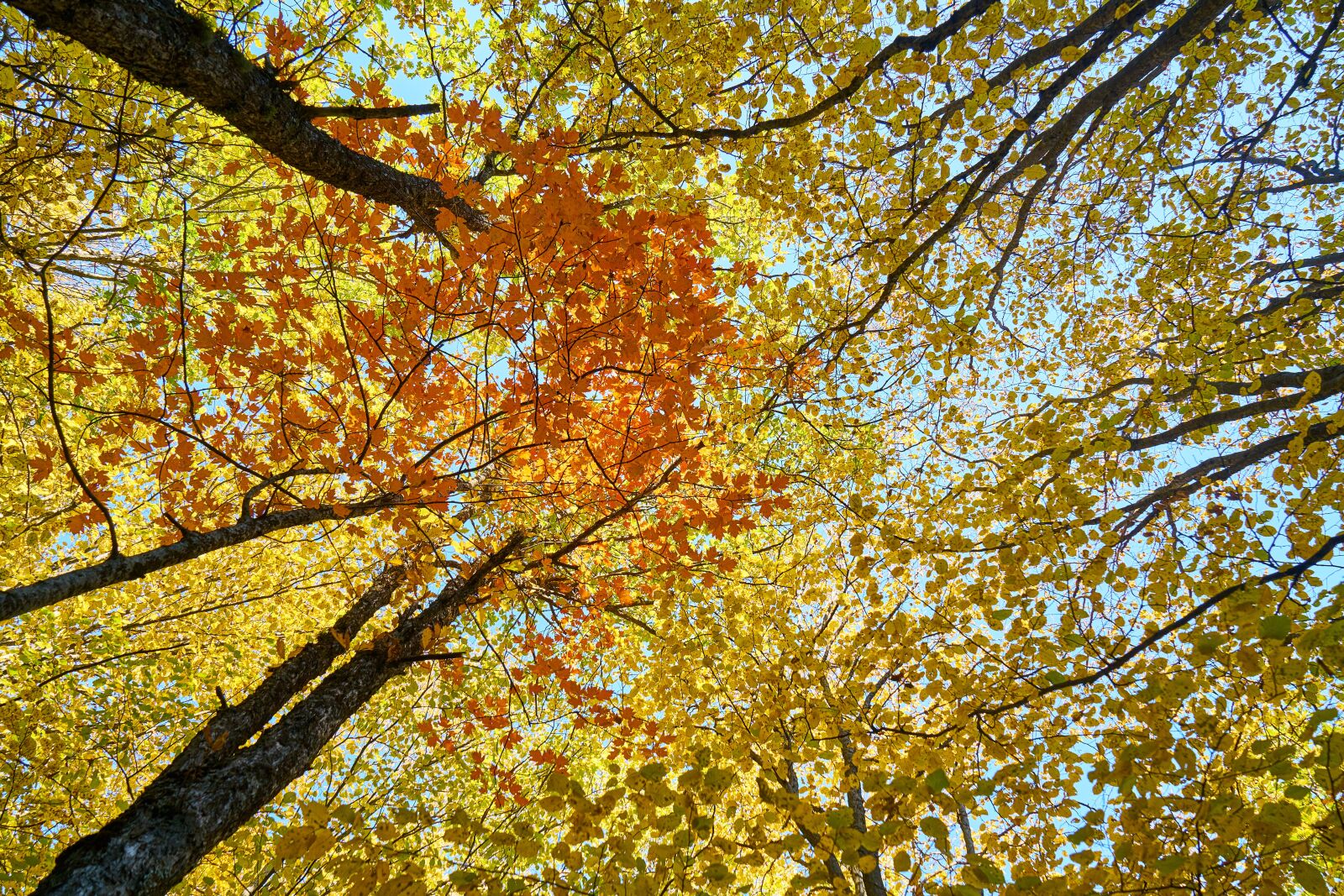 Sony a7R II sample photo. Yellow, autumn, leaves photography