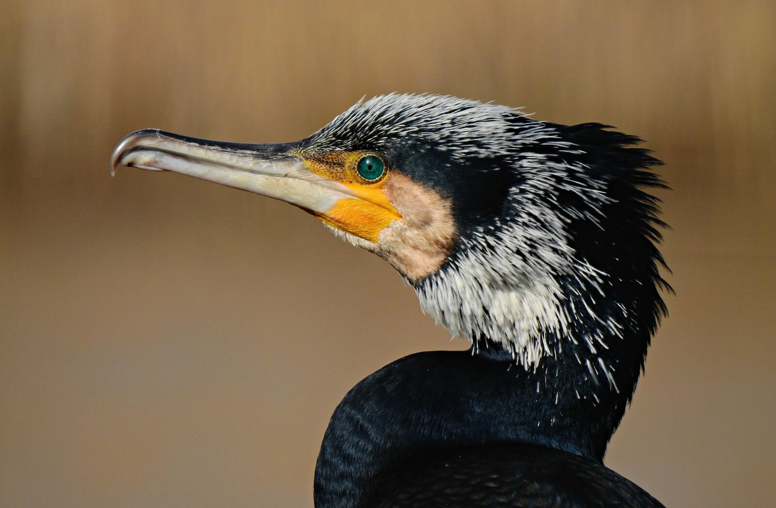 Nikon Coolpix P900 sample photo. Cormorant, water bird, animal photography