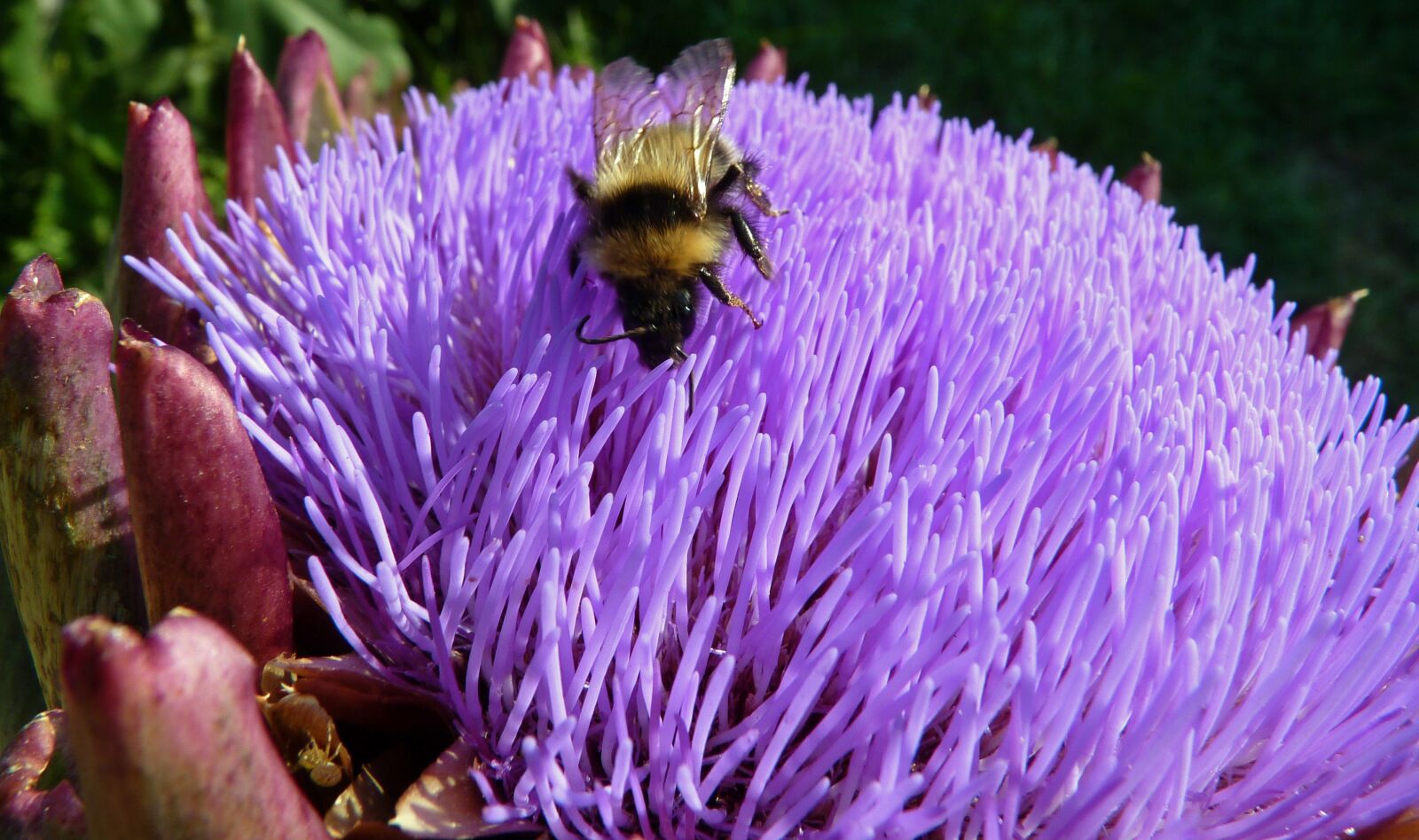 Panasonic Lumix DMC-FZ35 (Lumix DMC-FZ38) sample photo. Flower, artichoke, insect photography