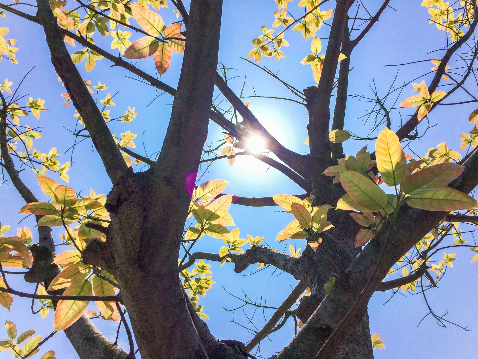 iPhone 5s back camera 4.15mm f/2.2 sample photo. Golden, leaves, nature, nature photography